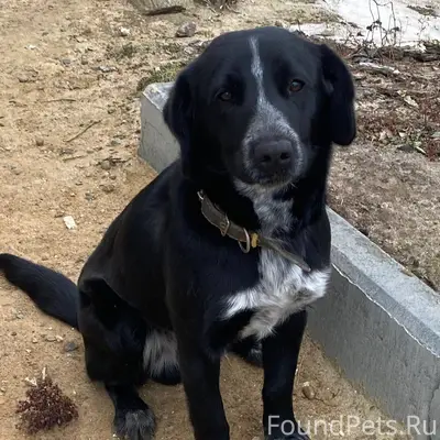 Потерялся пёс по кличке Дружок...