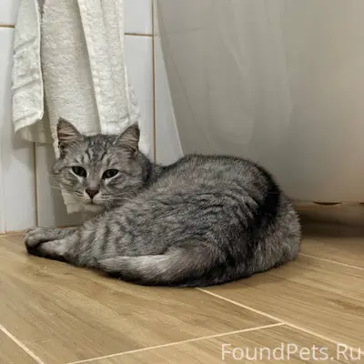 Пропала кошка на улице Виногра...