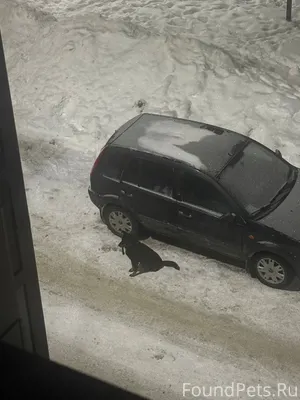 Найдены 2 собаки в деревне Кую...