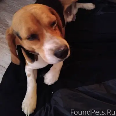 Пропала собака бигль на ул. За...