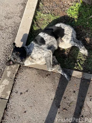 Найдена собака, мальчик. Очень...