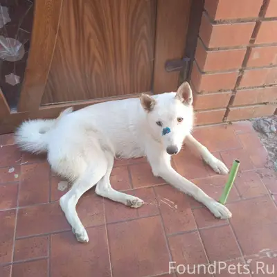 ПРОПАЛИ СОБАКИ!! ВОЗНАГРАЖДЕНИ...