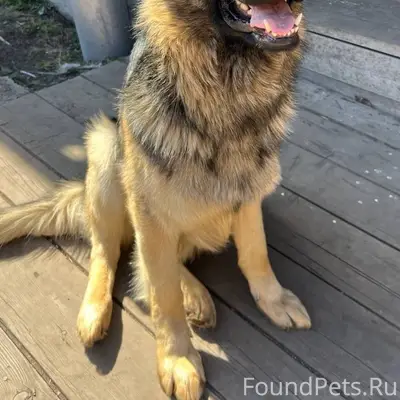 Пропал пес в районе грп, затон...