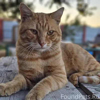 Пропал кот с.Амурское "Махалля...
