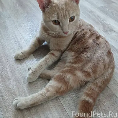 Найден котенок , мальчишка , в...