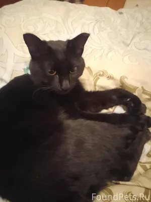 НАЙДЕН КОТ!!!! ЧЕРНЫЙ, С ЗЕЛЁН...