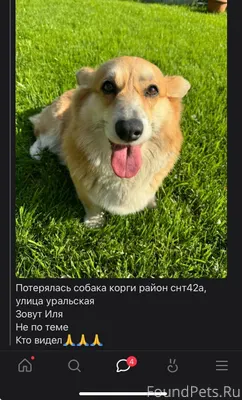 У нас сбежала собака, кто то.....