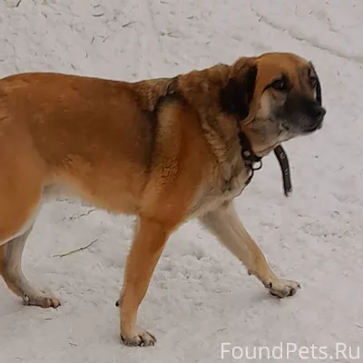 Сеня ищет дом и любящую семью....