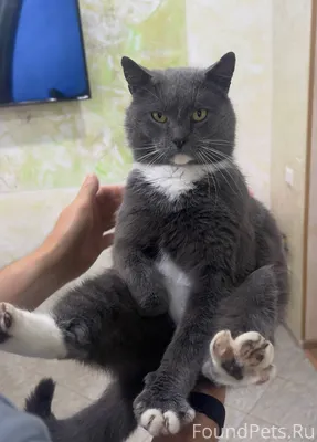 ПРОПАЛ ДОМАШНИЙ КОТ! Потерялся...