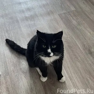 Добрый день! Пропал кот с 06.....