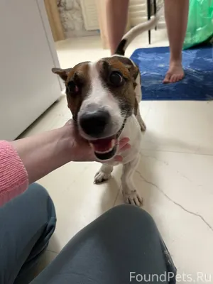 Найден кобель порода Джек Расс...