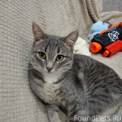 В Берёзовке пропал кот! Если в...