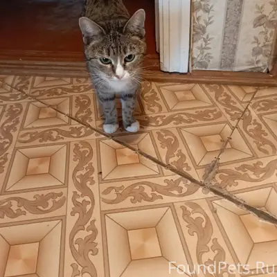 Пропала кошка в районе ПТУ 892...