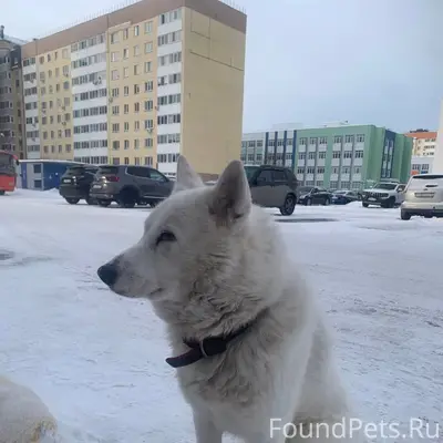 Найдена собака около западноси...
