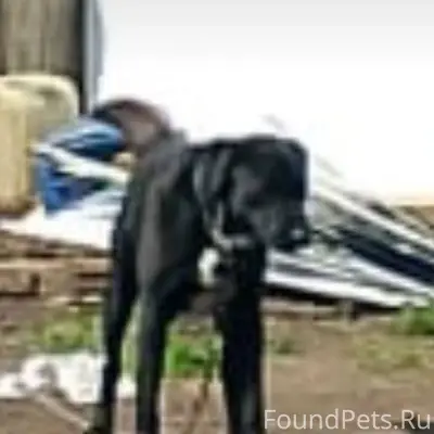 Пропала собака по кличке Дени,...