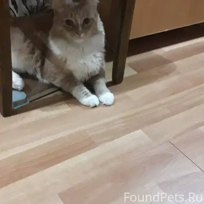 ❗ПРОПАЛ КОТ❗ Просим вас отклик...