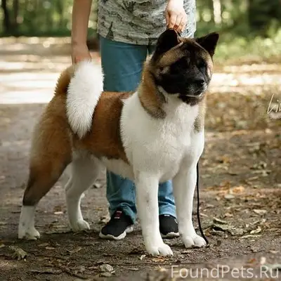 Здравствуйте, обращаюсь с боль...