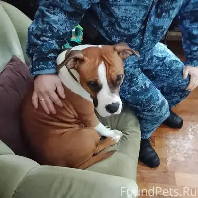 Найдена собака бегала в районе...