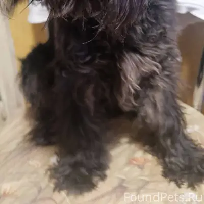 Найдена собака в районе 8-ой.....