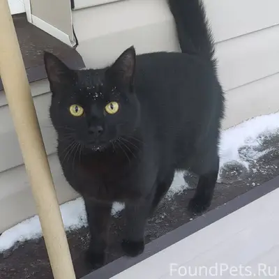 Пропал молодой кот в районе ау...