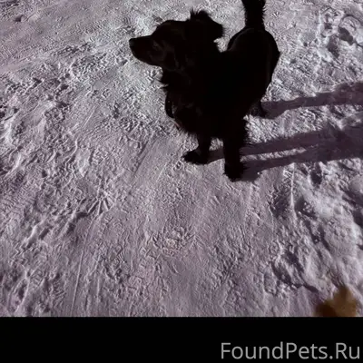 Может кто потерял собаку, бега...