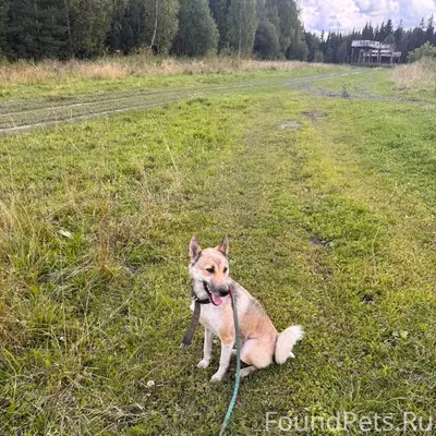 Здравствуйте, убежала собака в...