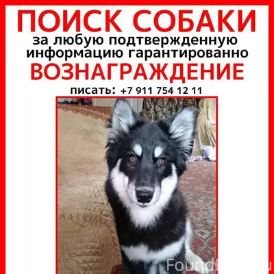 ПОИСК СОБАКИ ВОЗНАГРАЖДЕНИЕ 30...