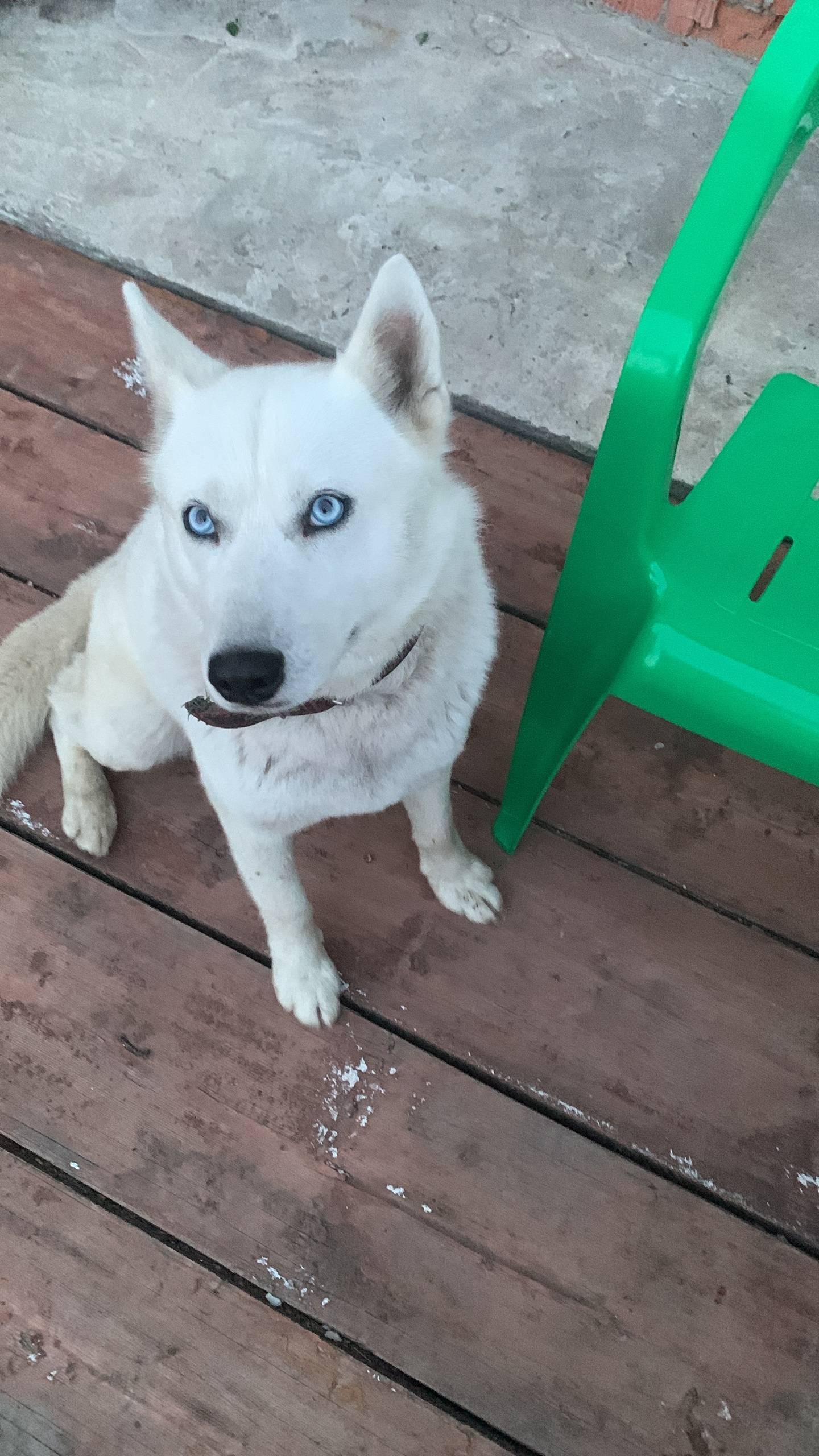 Потерялась собака 🐕 у кого ест...