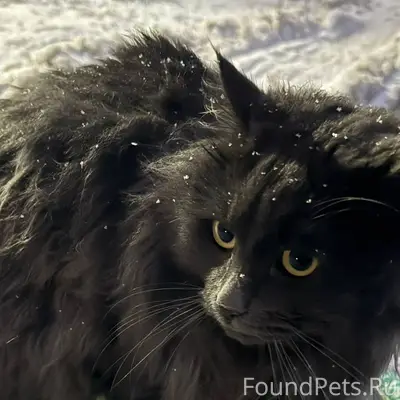 Здравствуйте. Найден кот просп...