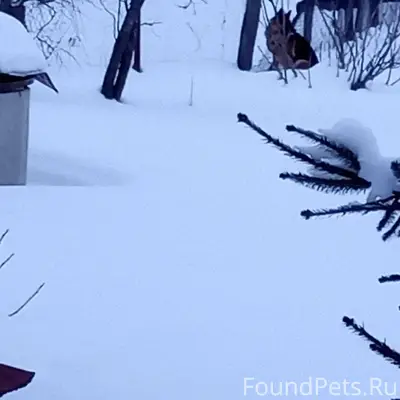 Внимание потеряшка - овчарка б...