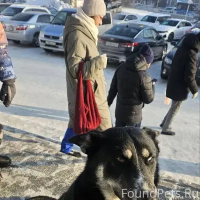 Здравствуйте, ищут собаку, зов...