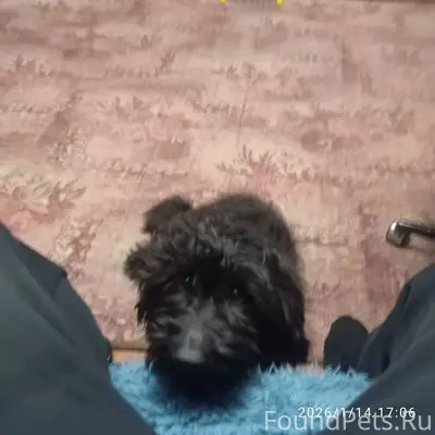 Потерялась собака в районе гул...