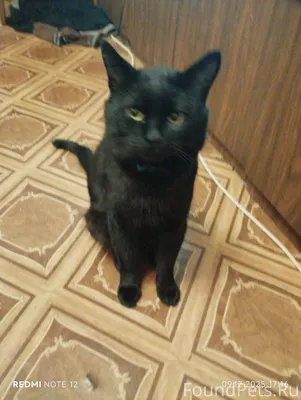 Пропал кот, зовут Цыган. Район...