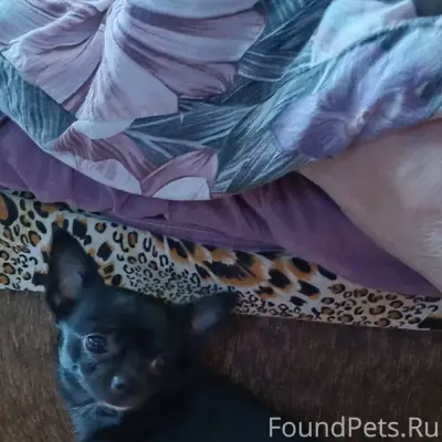 Найдена собака. Отдам хозяевам...