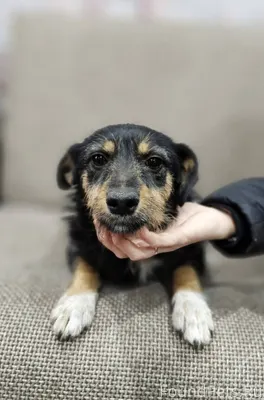 Вот такая кроха была найдена н...