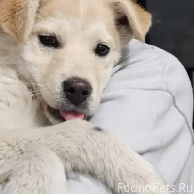 Потерялся щенок, мальчик, с ош...