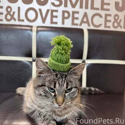 Пропала кошка с красным ошейни...