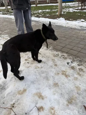 Никто не потерял собаку? Видно...