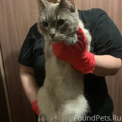 Найдена кошечка в Черниковке, ...