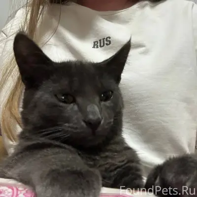 ❗️SOS❗️ Пропал кот, по улице Г...
