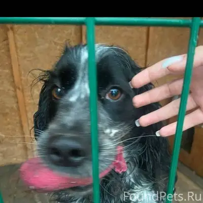 Здравствуйте! У моей подруги п...