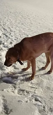 На Стефановской площади (Сыкты...