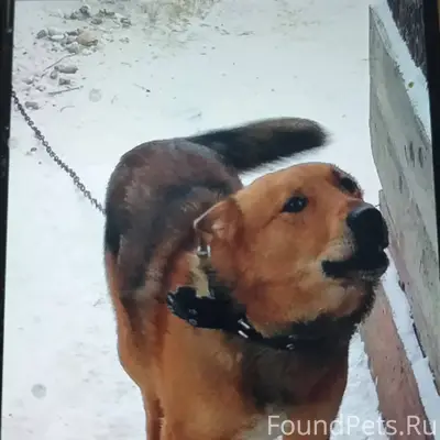 Убежала собака по кличке Джек....