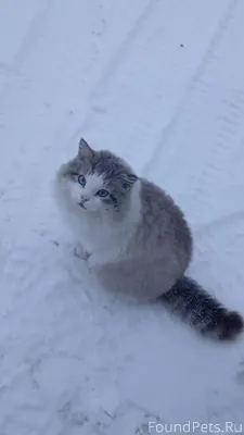 Пропал кот в районе улицы Запа...