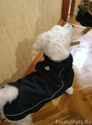 Найдена собака кобель. Район с...