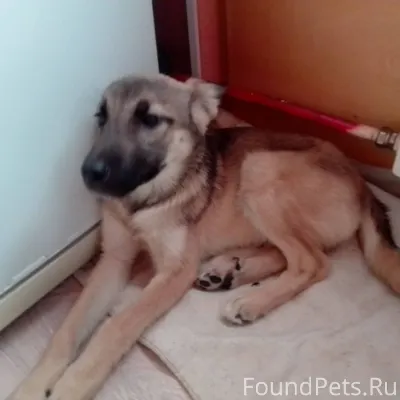 Морозным субботним утром шли н...