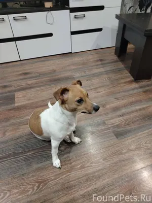 Найдена собака Ухоженная, чист...