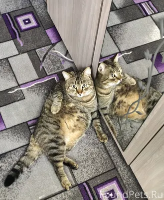 Пропал кот по улице Пушкина, е...