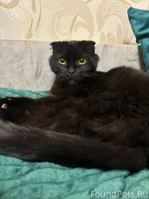 Найдена шотландская вислоухая ...