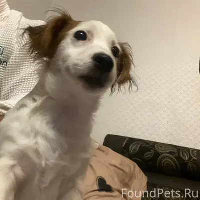 Пропала вчера собака, пожалуйс...